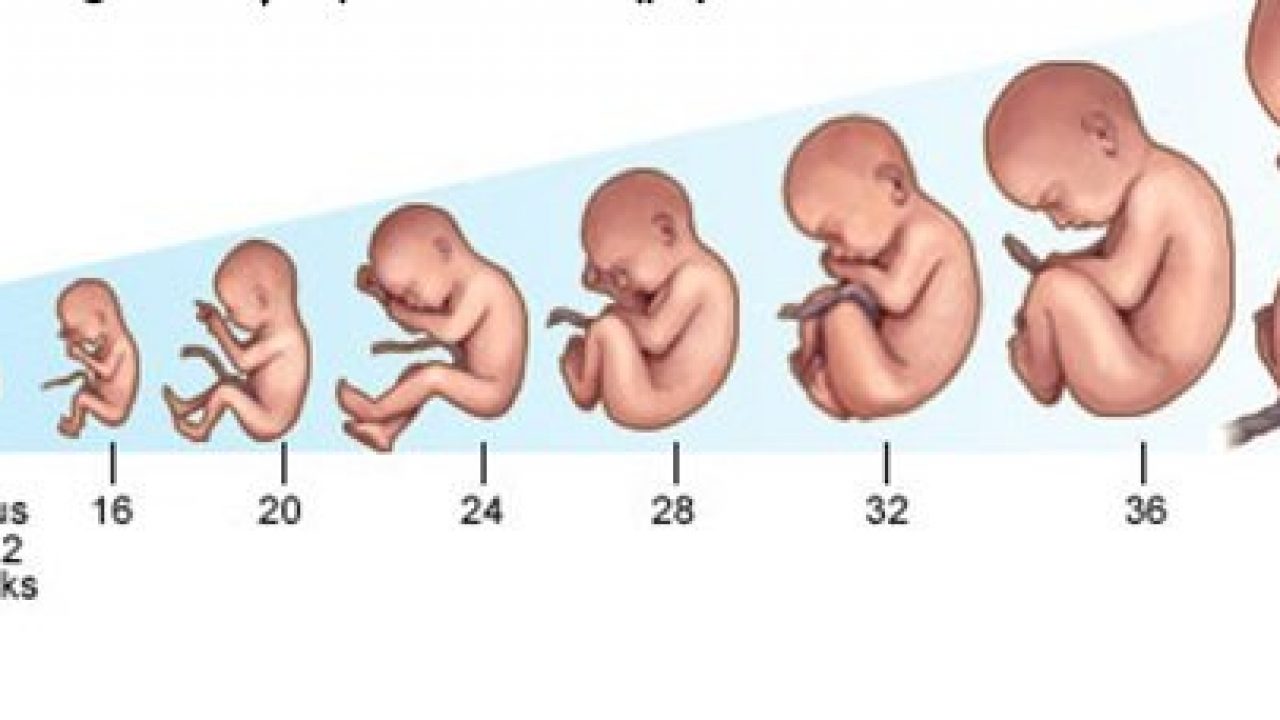 34 недели в месяцах. Вес ребенка в утробе. Вес ребенка в животе по месяцам. Вес ребенка на неделях беременности. Вес ребенка в неделях.