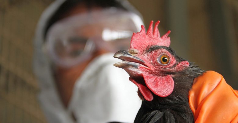 تفاصيل مرض إنفلونزا الطيور المنتشر ومرض العصر