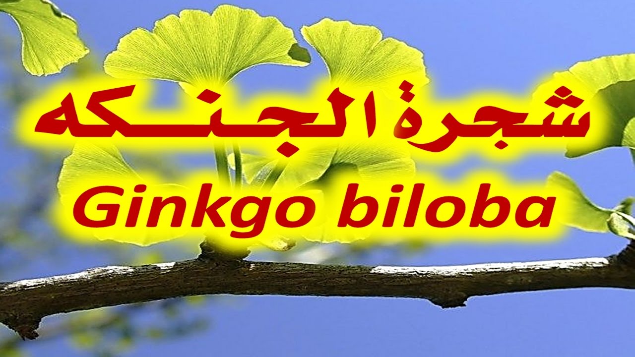 اقراص جينكو لايف لعلاج مرض الزهايمر والامراض العقلية Ginko life