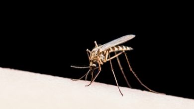 افضل الادوية المعالجة لمرض الملاريا وتعرف علي الاعراض التي تحدث عند الاصابة به